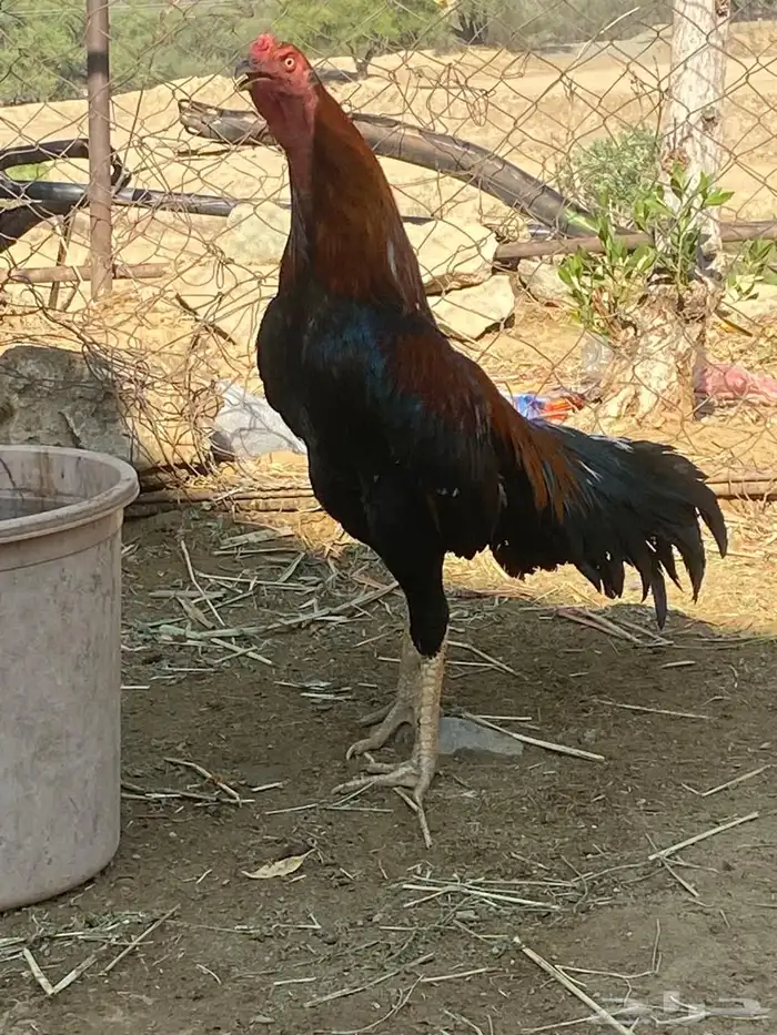 ديك ودجاجه للبيع 9