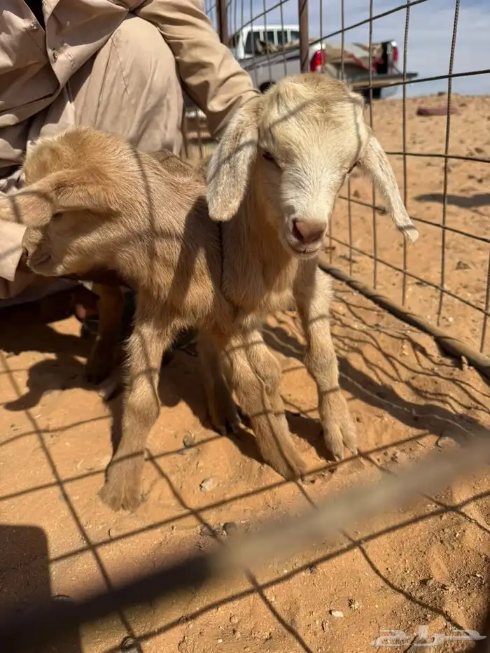 ماعز معزا قزمي اعمار 10 ايام وترضع بالرضاعه والصحه ممتازه 2