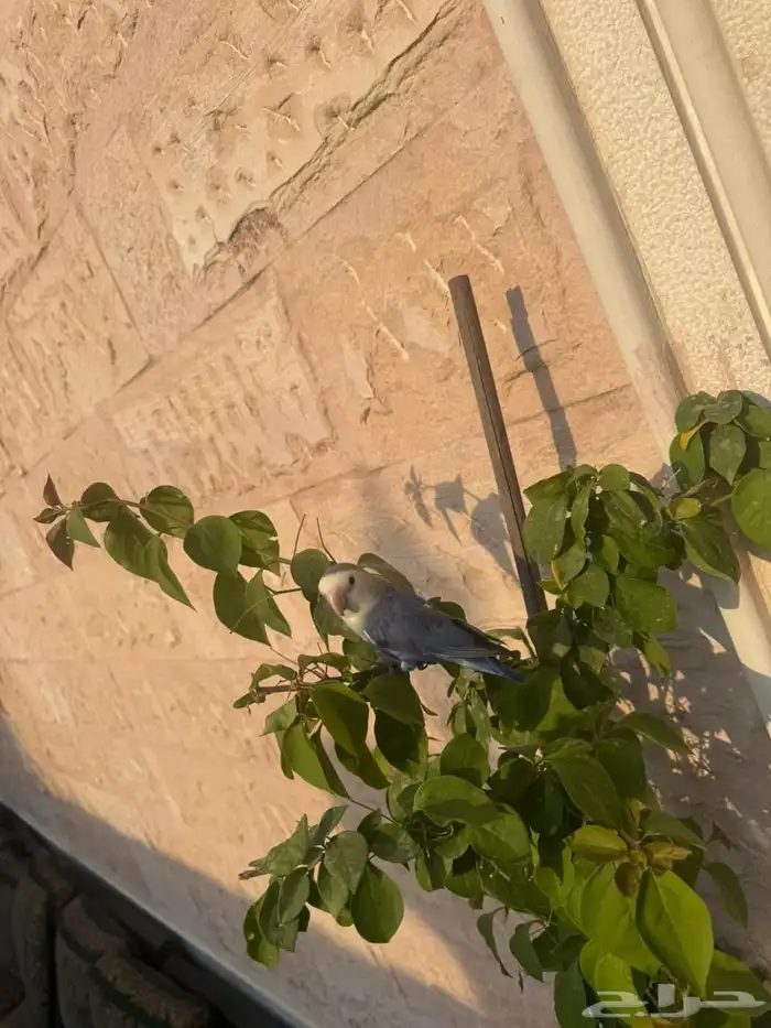 طير روز أليف 4