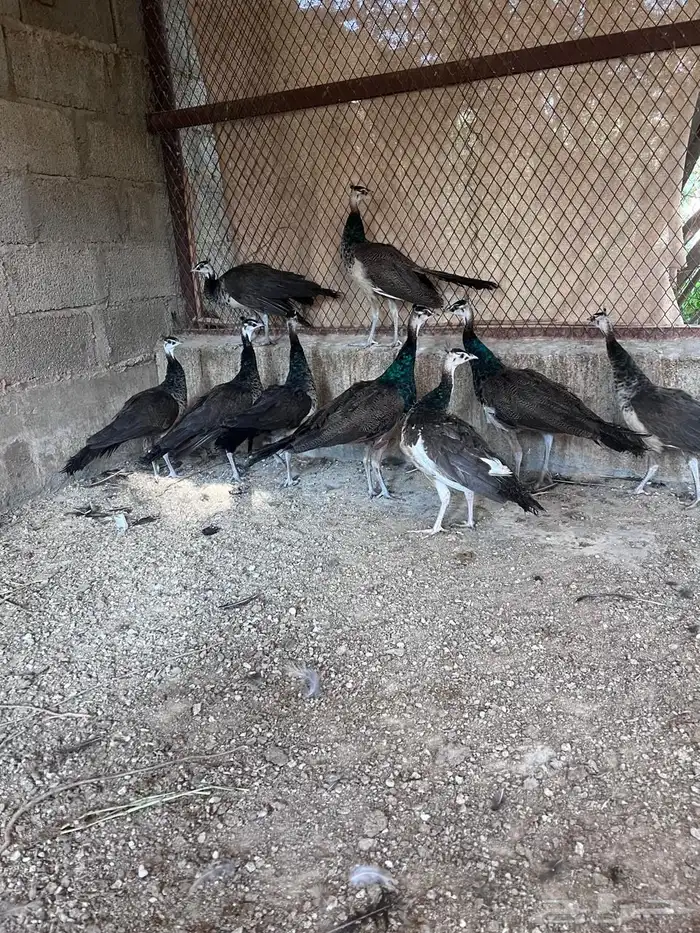 طاؤوس ازرق 1