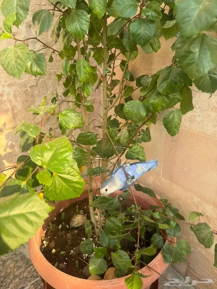 طير روز أليف 1