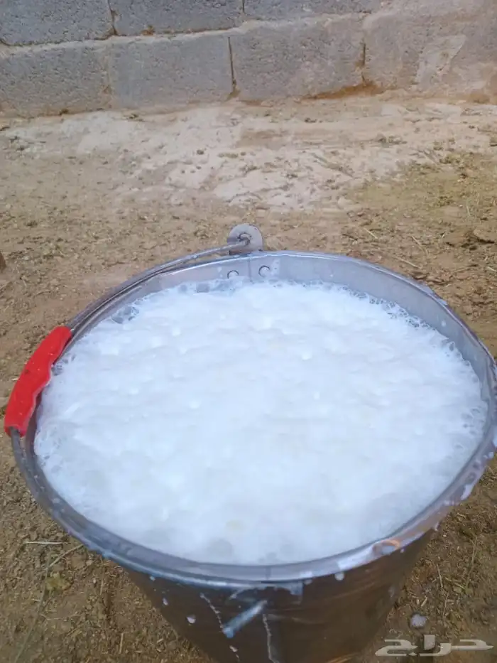 بقرة المانية للبيع 3