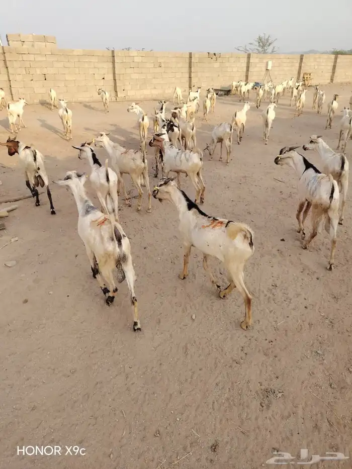 تيوس وبرابر جاهزة للتسليم   جملة وتفريد 5