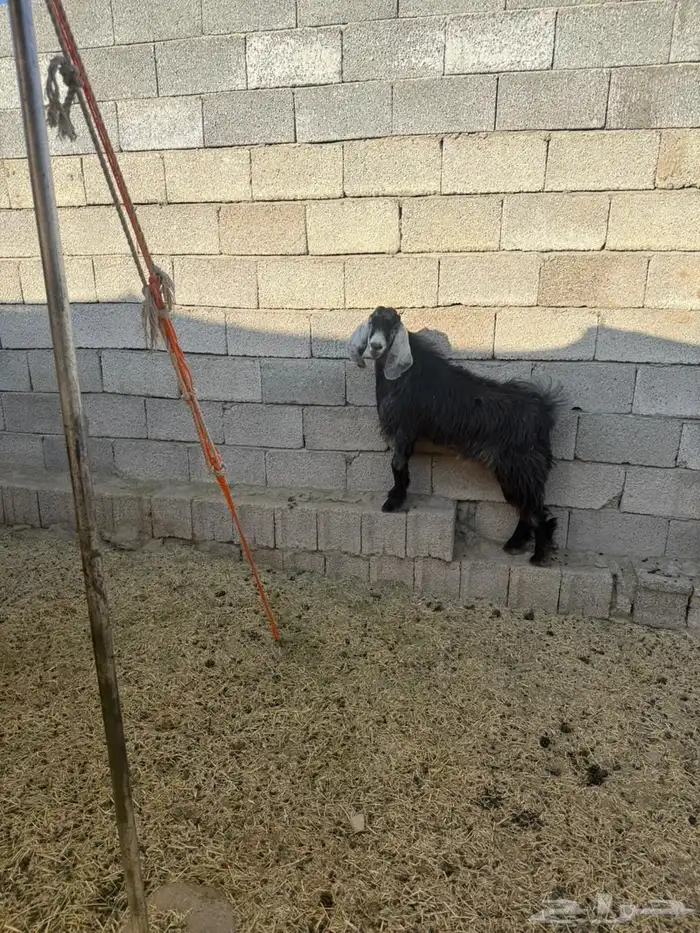 للبيع تيس جذع 1