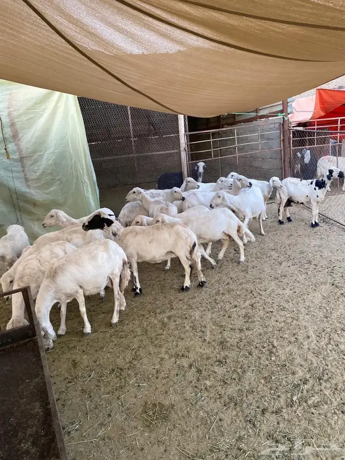 غنم متابيع للبيع 0