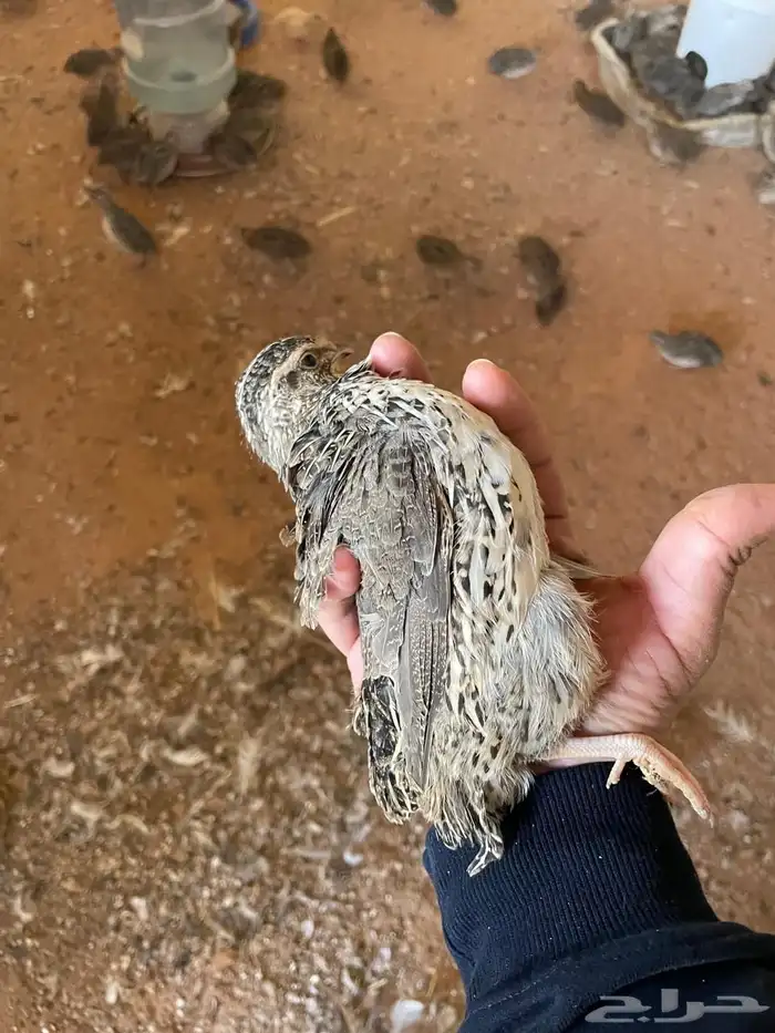 بيض سمان ياباني 10 الطبق 0