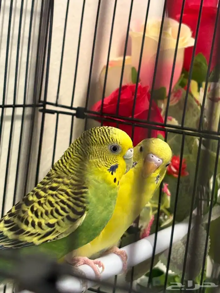 زوجين بادجي 0