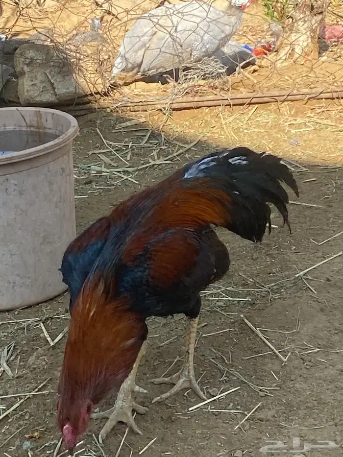 ديك ودجاجه للبيع 8