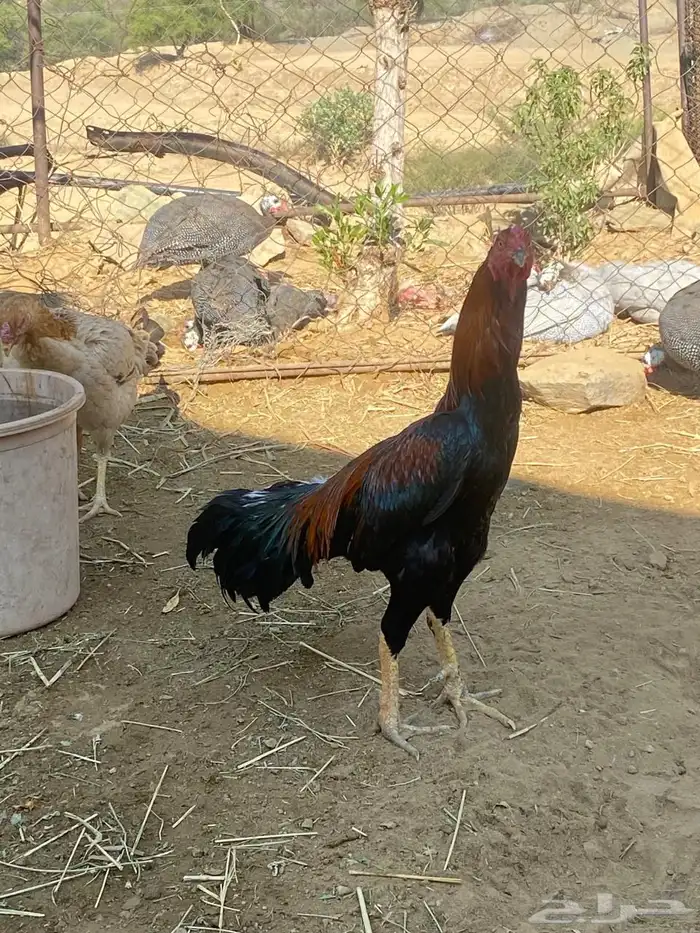 ديك ودجاجه للبيع 5