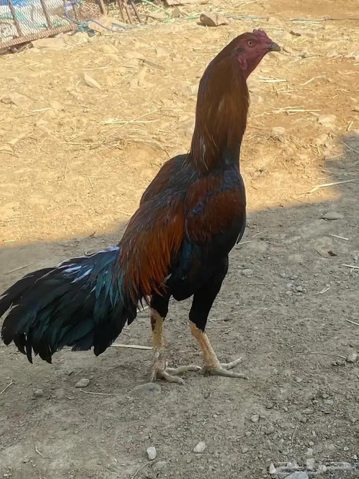 ديك ودجاجه للبيع 0