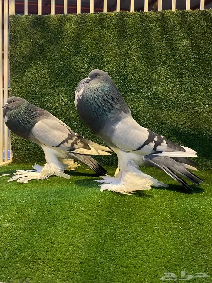 ( تم البيع ) للبيع زوج نفاخ ابو مريان هلال ToP 10