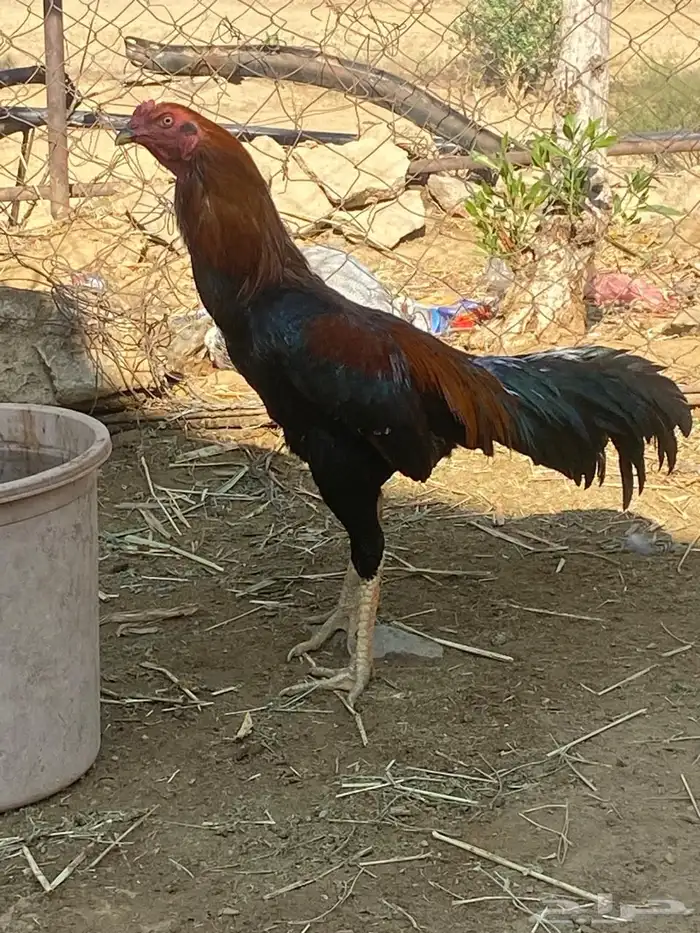 ديك ودجاجه للبيع 11