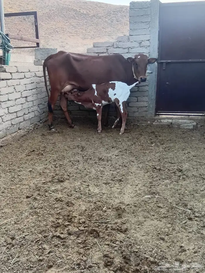 بقره جرسيه مع حسيلها للبيع 1