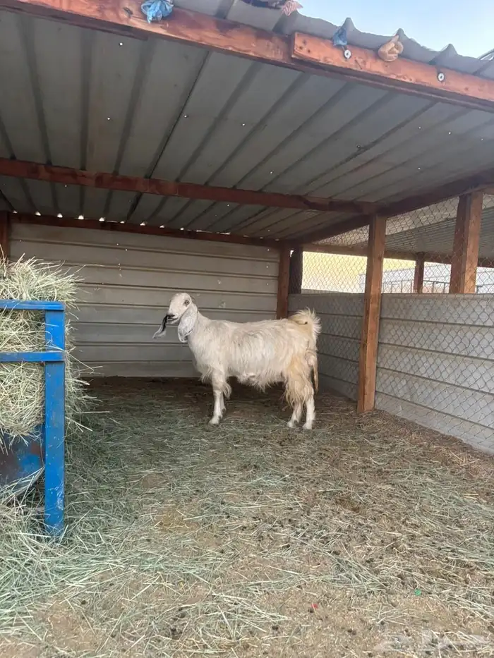 معزا مشروكات كلها دفيع 2