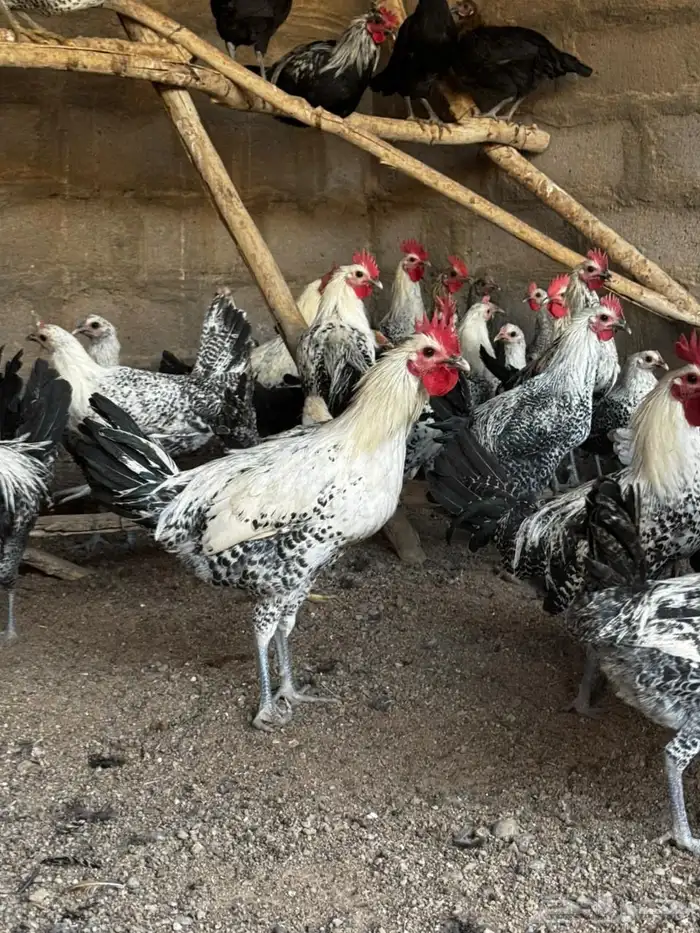 دجاج بلدي 1