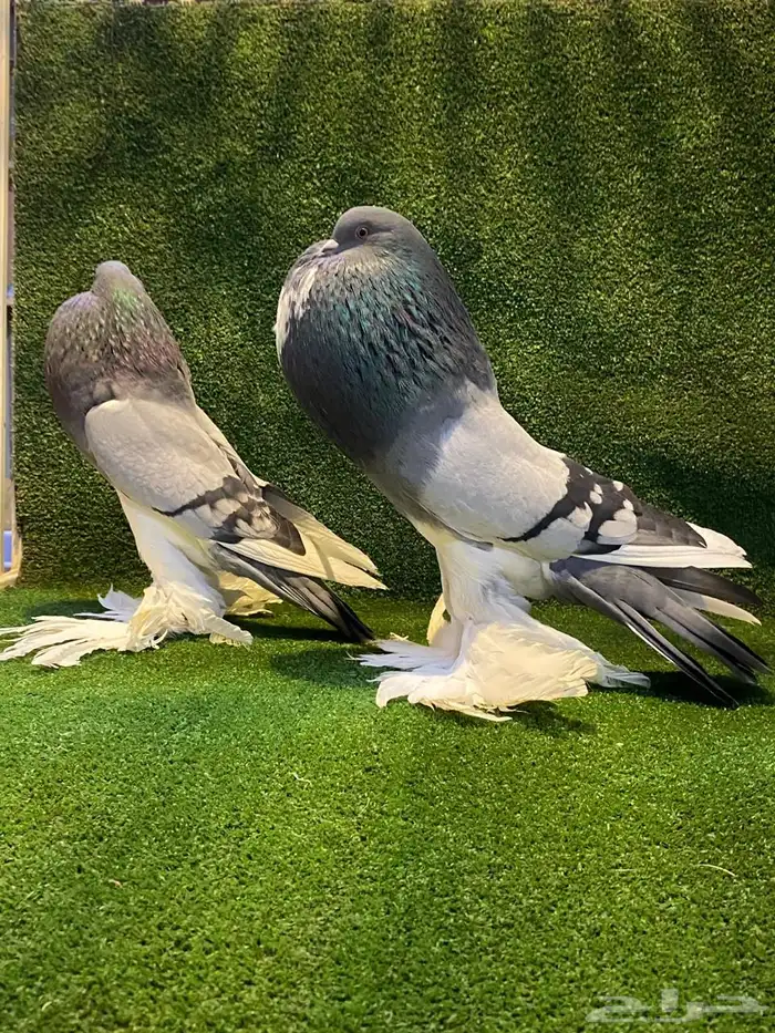 ( تم البيع ) للبيع زوج نفاخ ابو مريان هلال ToP 4