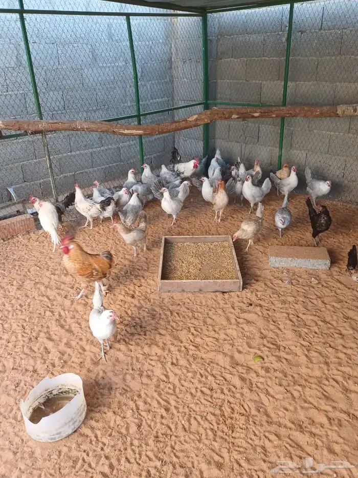 دجاج فيوم ألمنيوم 0