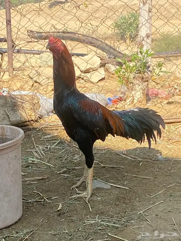 ديك ودجاجه للبيع 12