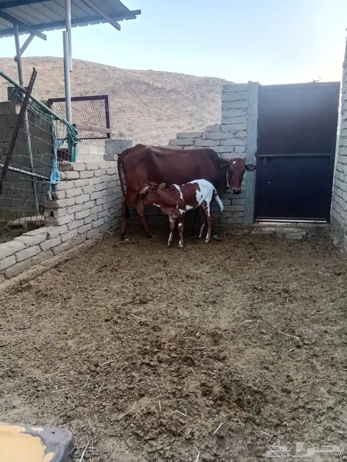 بقره جرسيه مع حسيلها للبيع 2