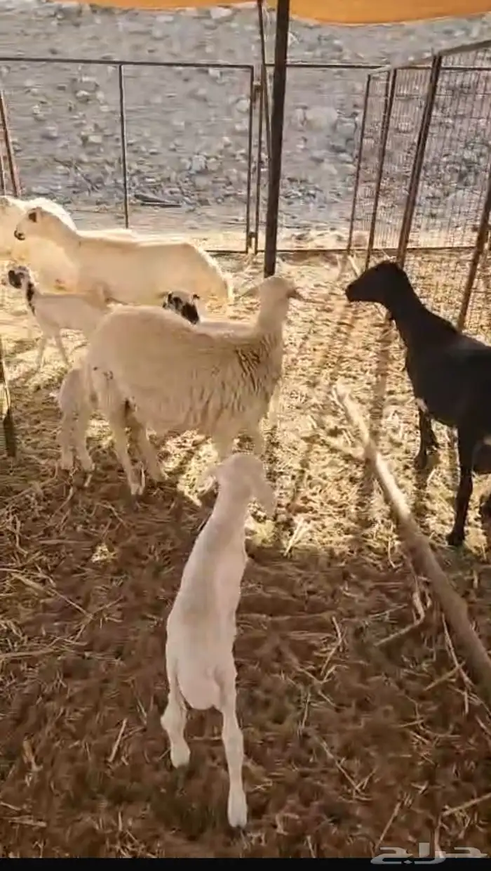 شاة متاومه واربع رخال شق توم اول ولده رفيدي فحلها حري شق توم 1