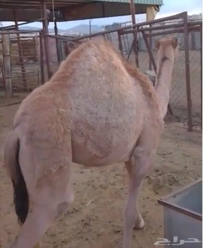 حاشي على الحليب 0