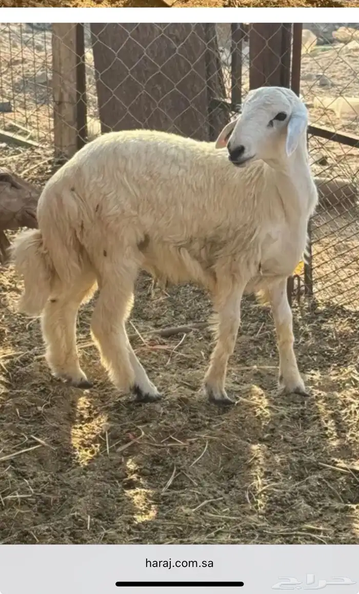 طلي حري تم البيع 0