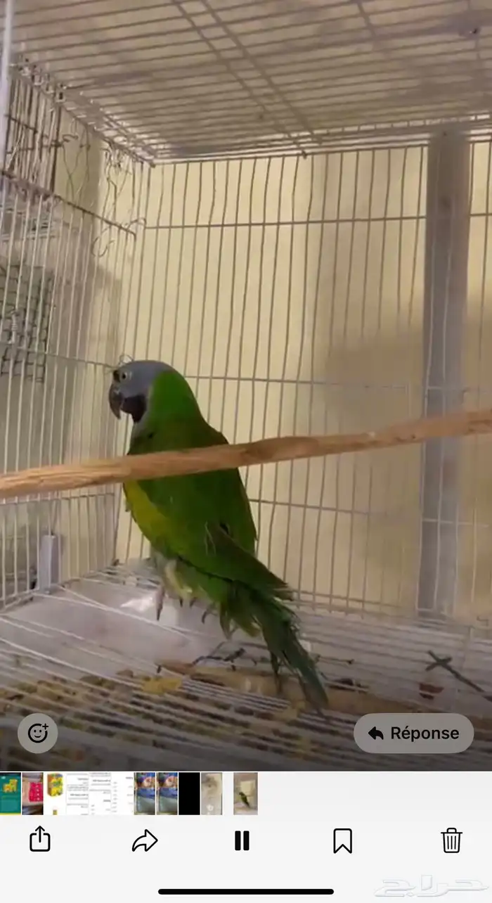 محمية الطيور المغردة 2