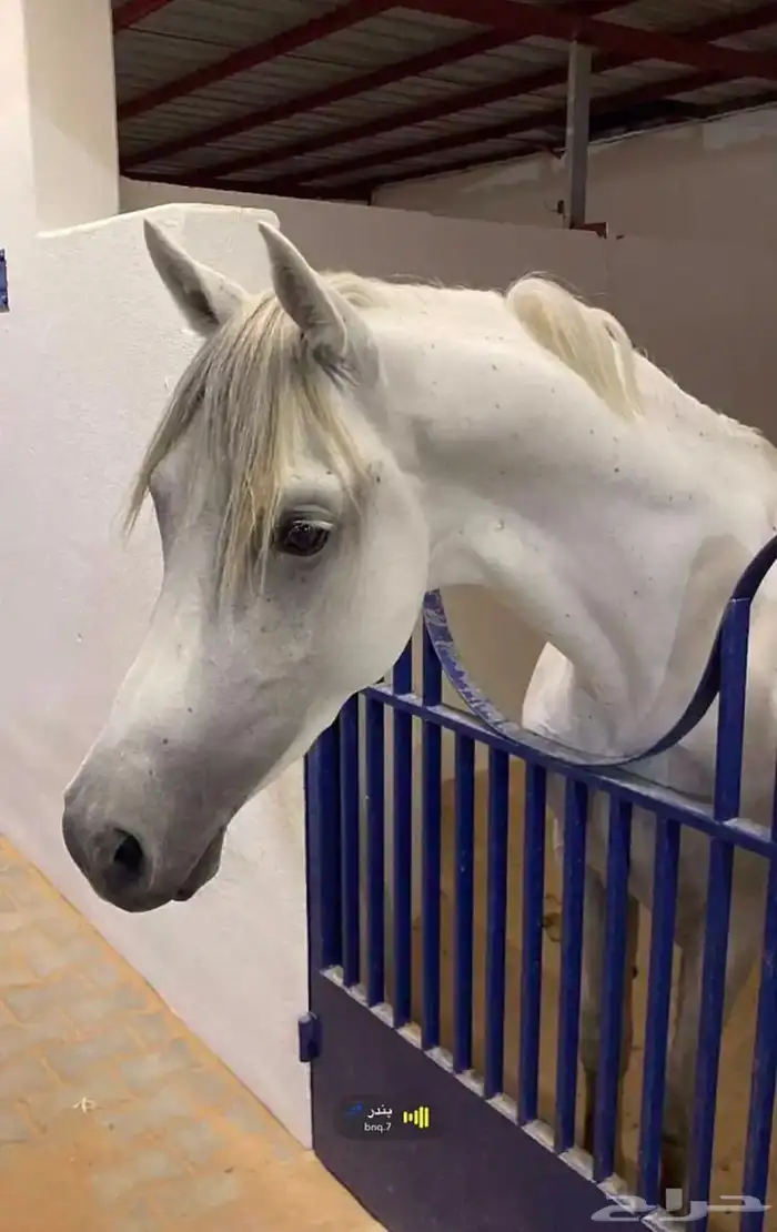 حصان شعبي شيخ فحل. حار مع الحار وبارد مع البارد شيخ الحصان 3