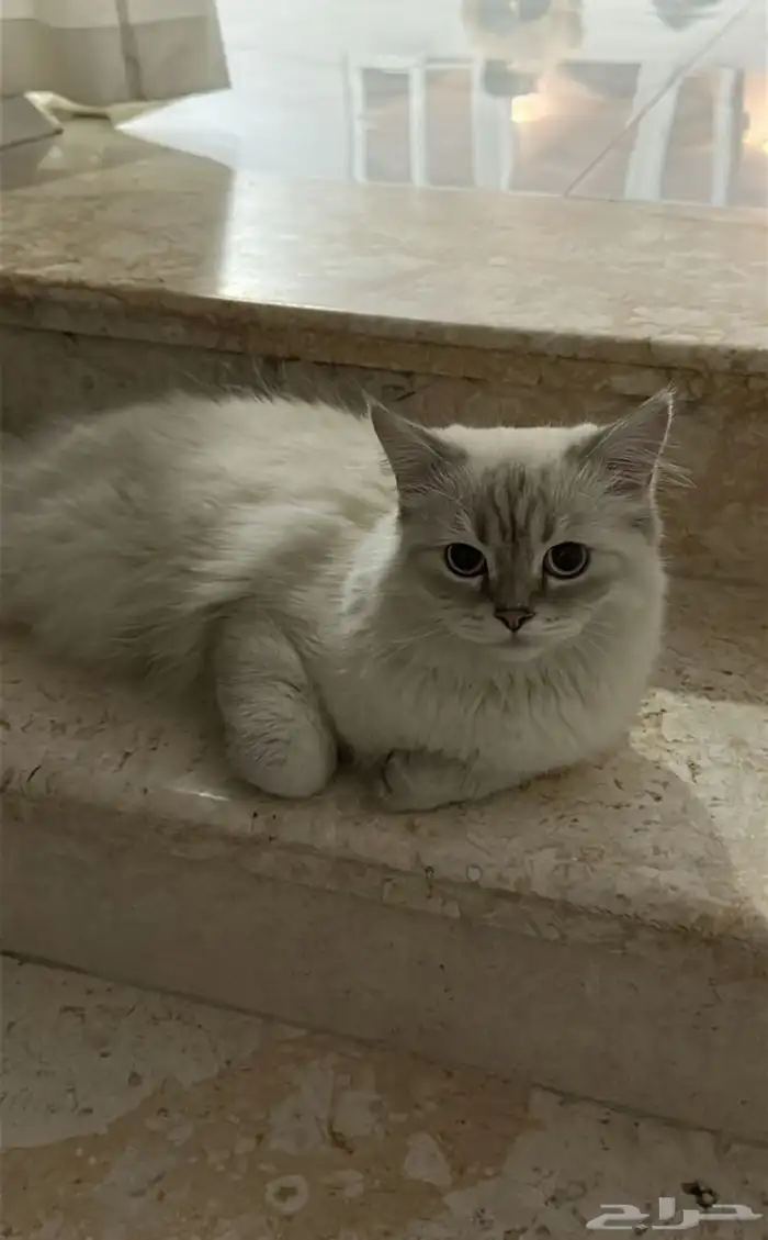 قطه نوع ذكر سكوتش الفصيله سكوتش 1