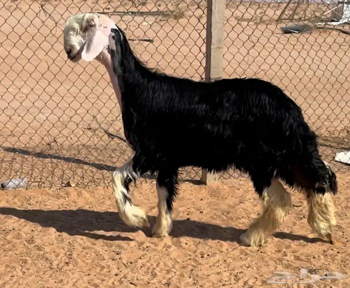 رخل نجديه خصم 2