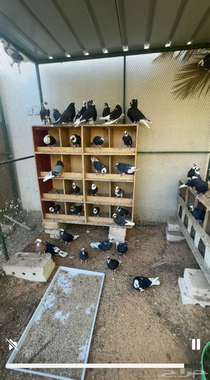 قطايف درع نظيفه 4