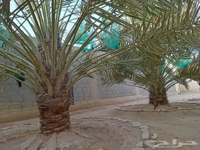 نخل نخيل للبيع   خلاص برحي سكري شيشي هلالي مجدوله عجوه 2