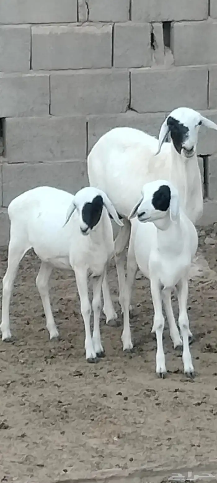 بربرية والد توم رخال عمرهم 6 أشهر 6