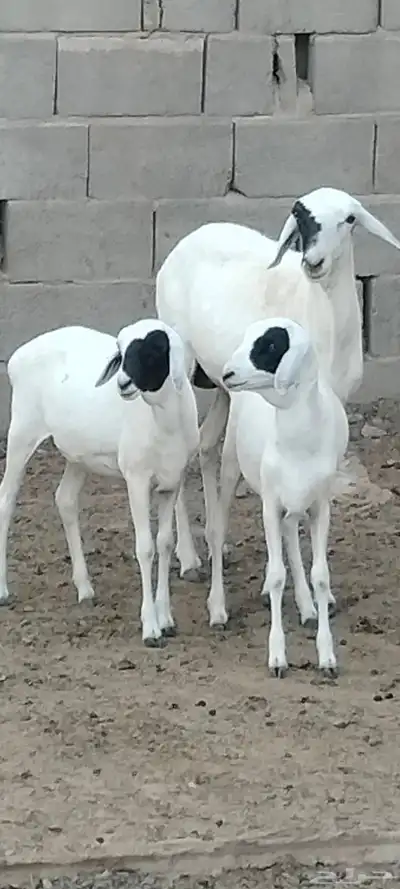 بربرية والد توم رخال عمرهم 6 أشهر index