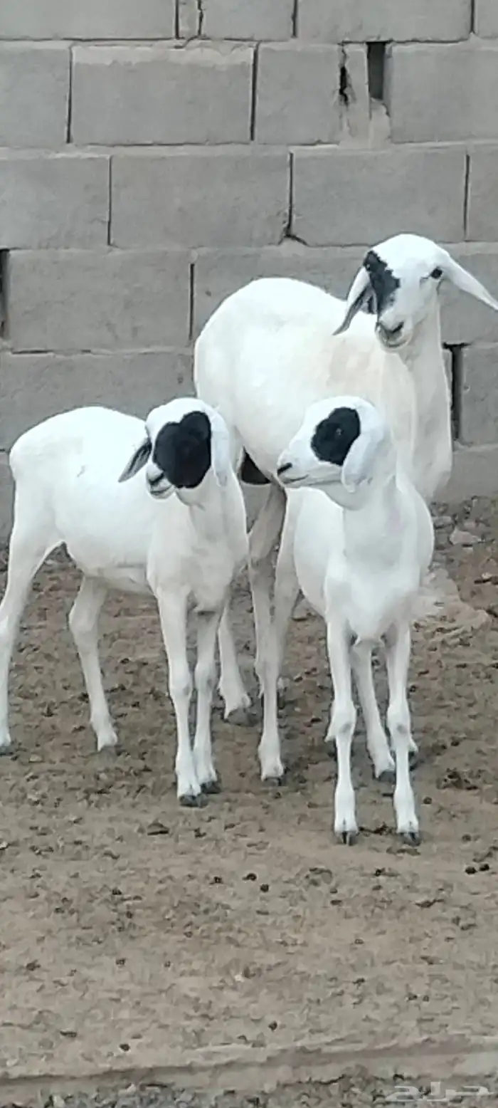 بربرية والد توم رخال عمرهم 6 أشهر 0