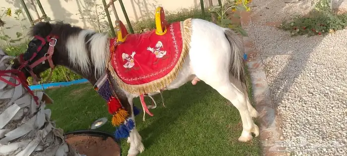 اجار خيل جمال وسيسي للتواصل 6