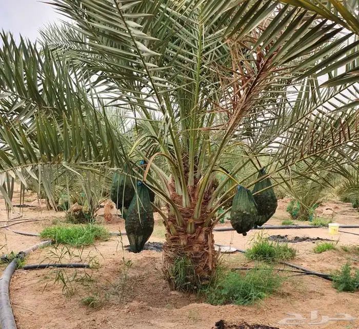 نخل مثمر صقعي اخلاص خضري ومشكلات نخل واشنطني 5