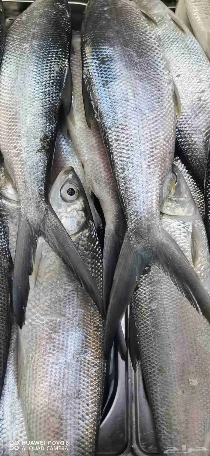 سمك السلماني الطازج 1