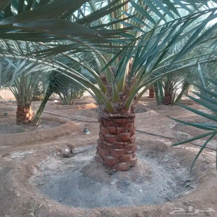 نخل نخيل للبيع   خلاص برحي سكري شيشي هلالي مجدوله عجوه 0