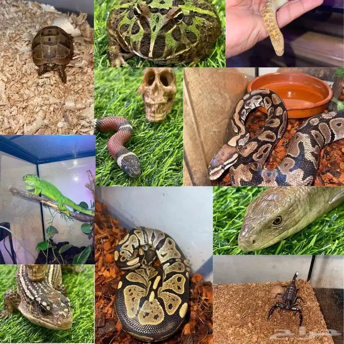 تأجير حيوانات للفعاليات والمعارض 0