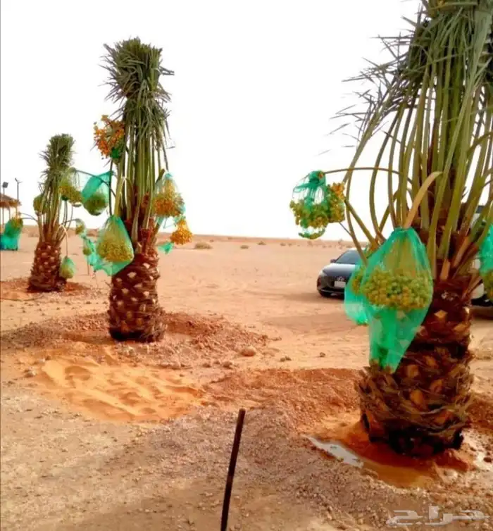 نخل مثمر صقعي اخلاص خضري ومشكلات نخل واشنطني 0