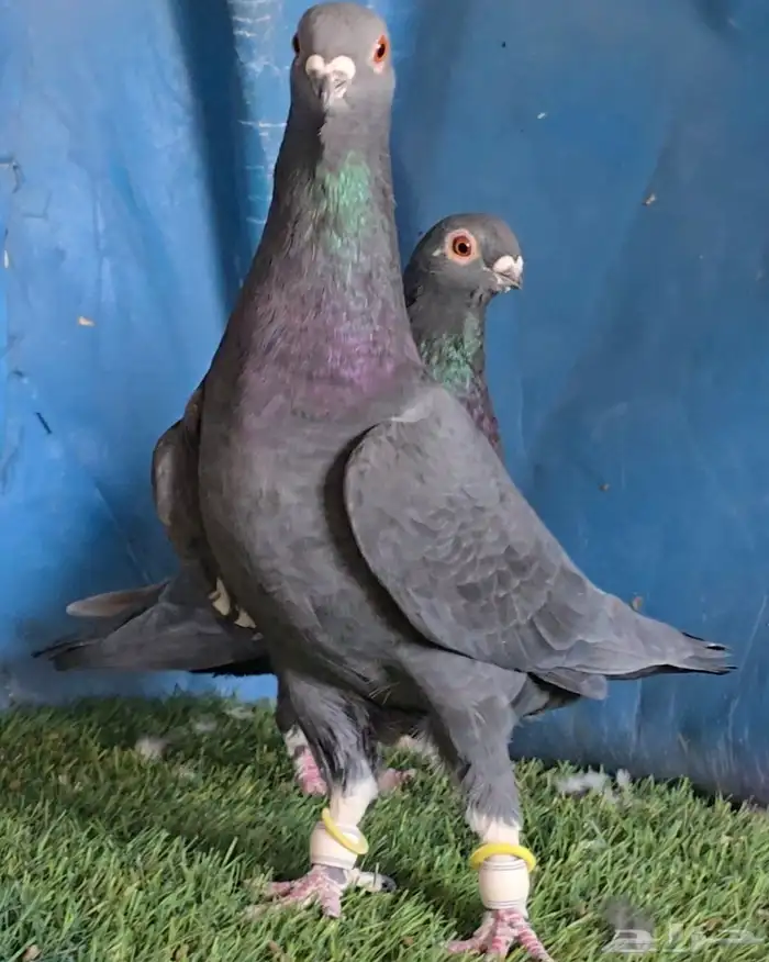 جوز بوز اسود مرتب 0