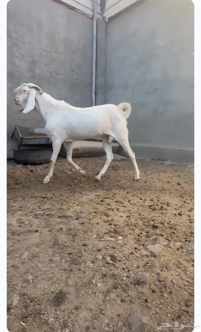 فحل بنجابي 4