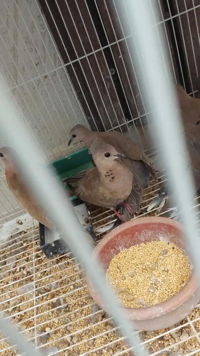 يوجد يمام بري علف للصقور 0