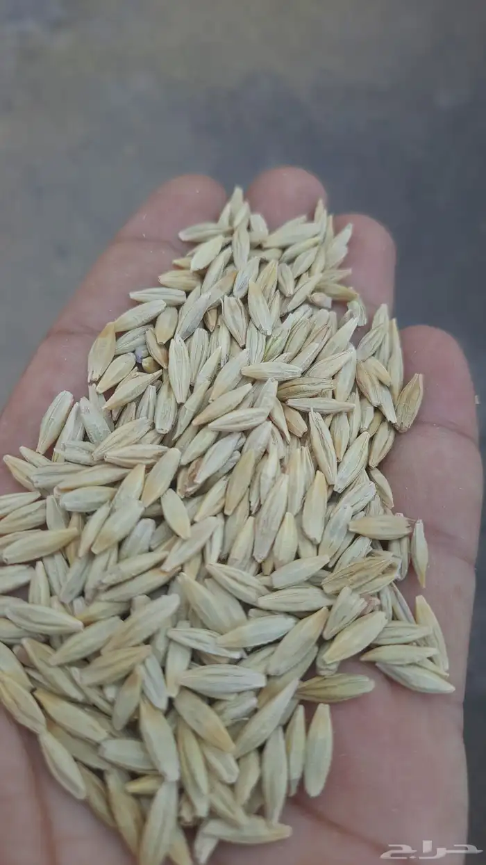 شعير بلدي منقا منضف لاحجر ولاحصا الكيس ب250 وزن 45 كيلو 1