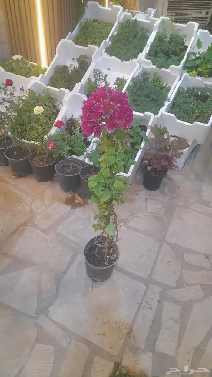 منسق حدائق وتركيب شبكات الري العادي والاتمتك 1