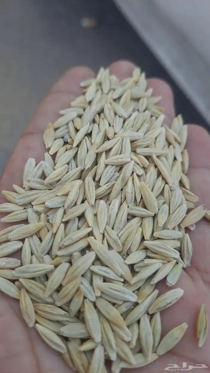 شعير بلدي منقا منضف لاحجر ولاحصا الكيس ب250 وزن 45 كيلو 0