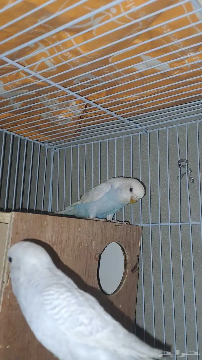 زوج بادجي (تم البيع) 0