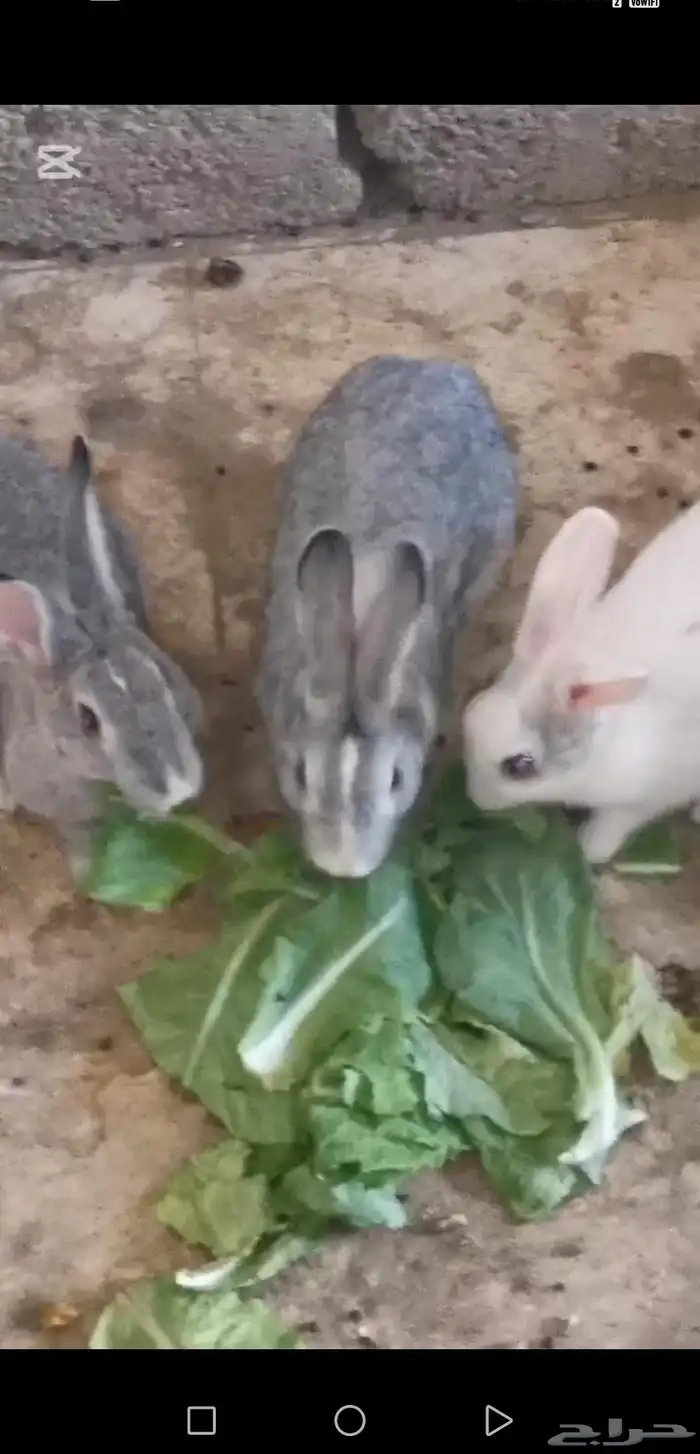 ارنب. ارانب منتجه للبيع 1