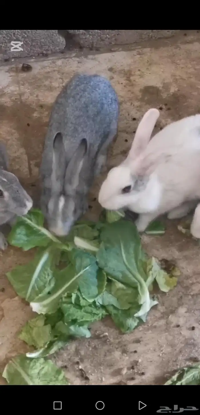 ارنب. ارانب منتجه للبيع 0